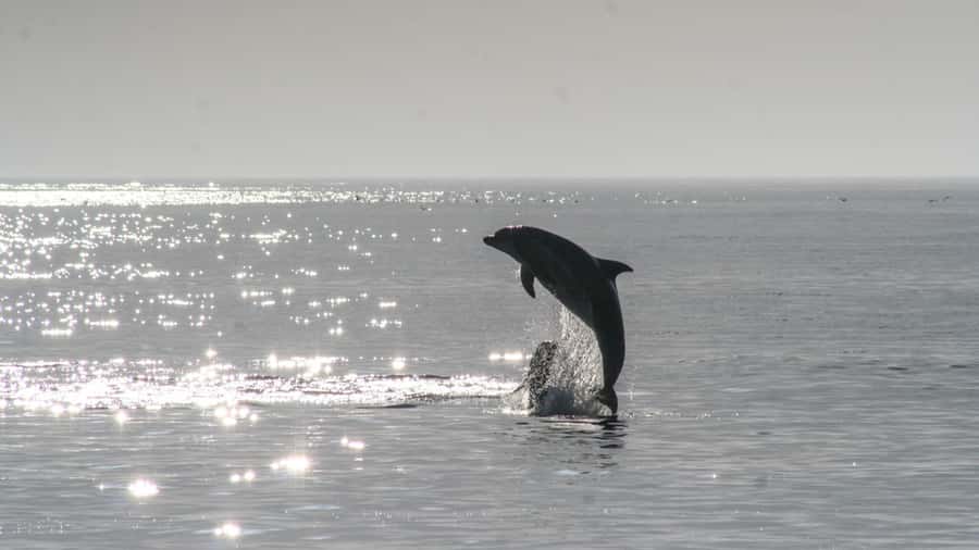 Hilton Head: 2 Hour Private Dolphin Tour - Cruising toward Calibogue Sound