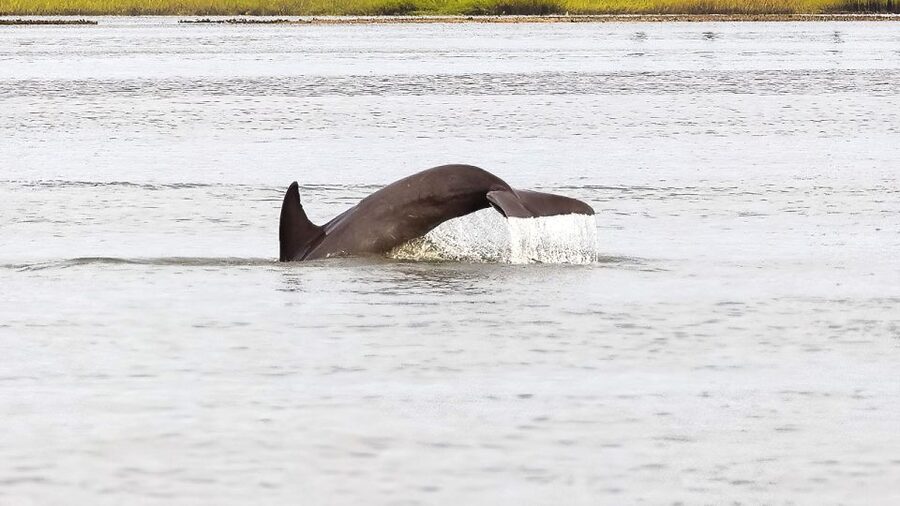 Hilton Head: 2 Hour Private Dolphin Tour - The value of a private six-person boat