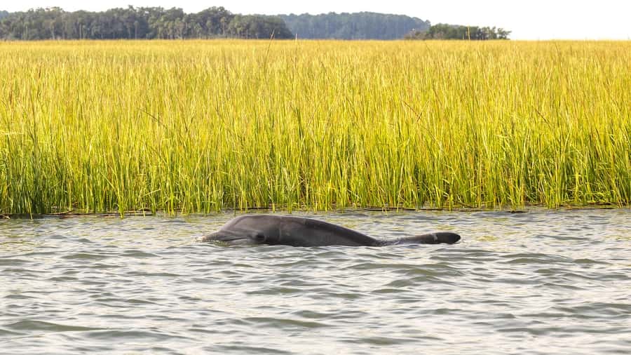 Hilton Head: 2 Hour Private Dolphin Tour - Captain-led sightseeing, not just a dolphin search