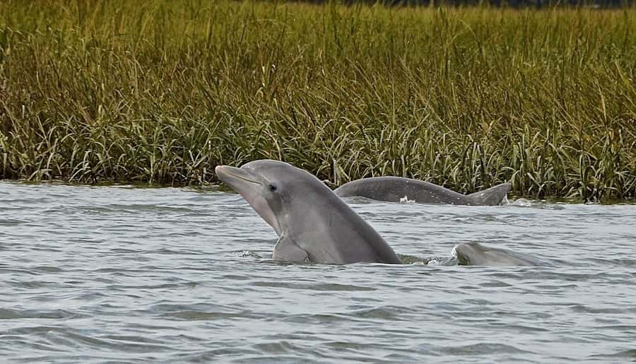 Hilton Head: Dolphin Eco Tour with Naturalist Guide - Setting out from Shelter Cove Marina