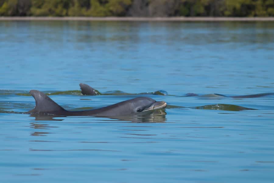 Hilton Head: Dolphin Eco Tour with Naturalist Guide - Captains who make the ride personal