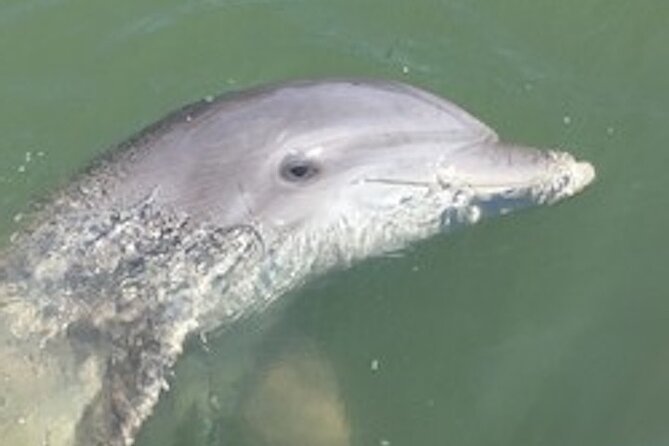 Hilton Head Dolphin Tour with Stop at Disappearing Island - Quick points before you book