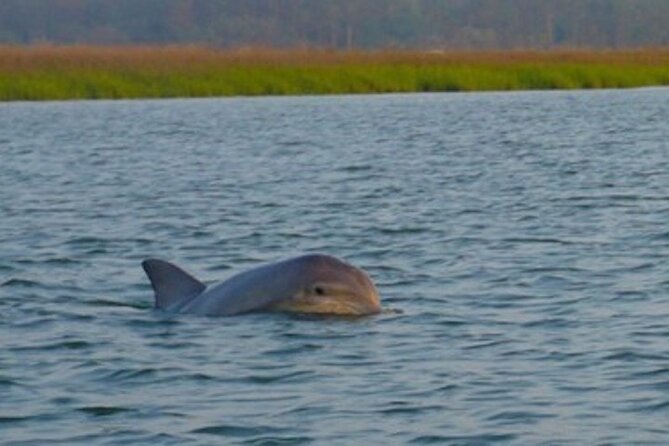 Hilton Head Dolphin Tour with Stop at Disappearing Island - Setting out from Palmetto Bay Marina
