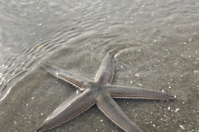 Hilton Head Dolphin Tour with Stop at Disappearing Island - Safety, weather, and changing plans