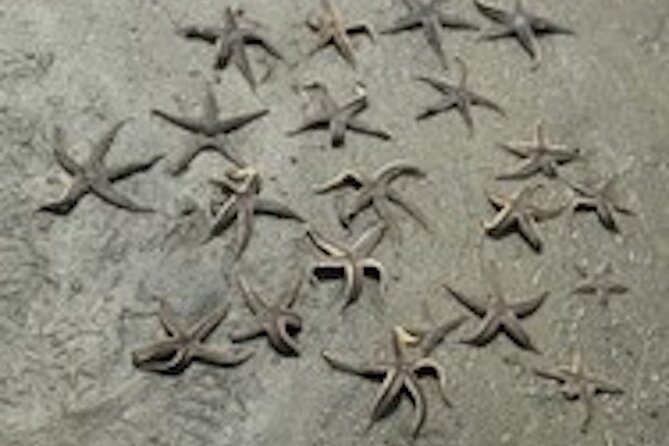 Hilton Head Dolphin Tour with Stop at Disappearing Island - Who will enjoy this most