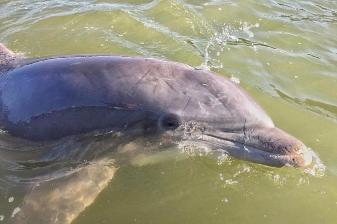 Hilton Head Dolphin Watching Cruise with Fireworks Display - Looking for dolphins in Hilton Head waters