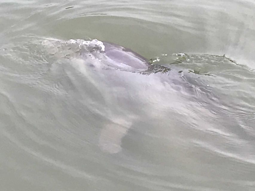 Hilton Head Island: 90-Minute Dolphin & Nature Tour - Key points to know before you go