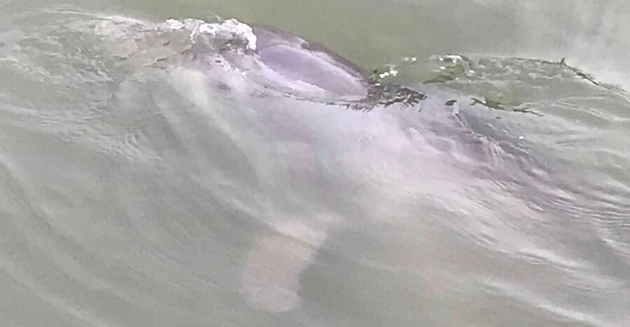 Hilton Head Island: 90-Minute Dolphin & Nature Tour - Who will enjoy this most
