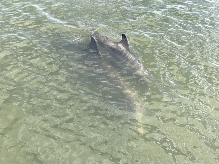 Hilton Head Island: 90-Minute Dolphin & Nature Tour - The family factor
