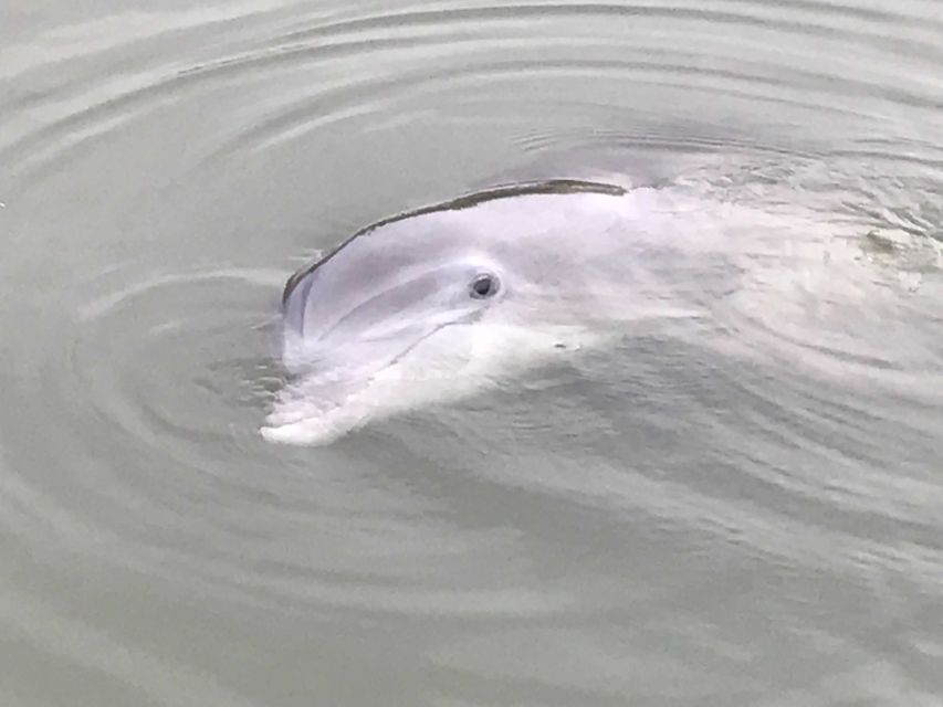 Hilton Head Island: 90-Minute Dolphin & Nature Tour - Is $35 a good value?