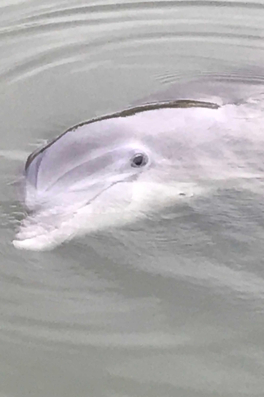 Hilton Head Island: 90-Minute Dolphin & Nature Tour - Looking for Bottlenose dolphins