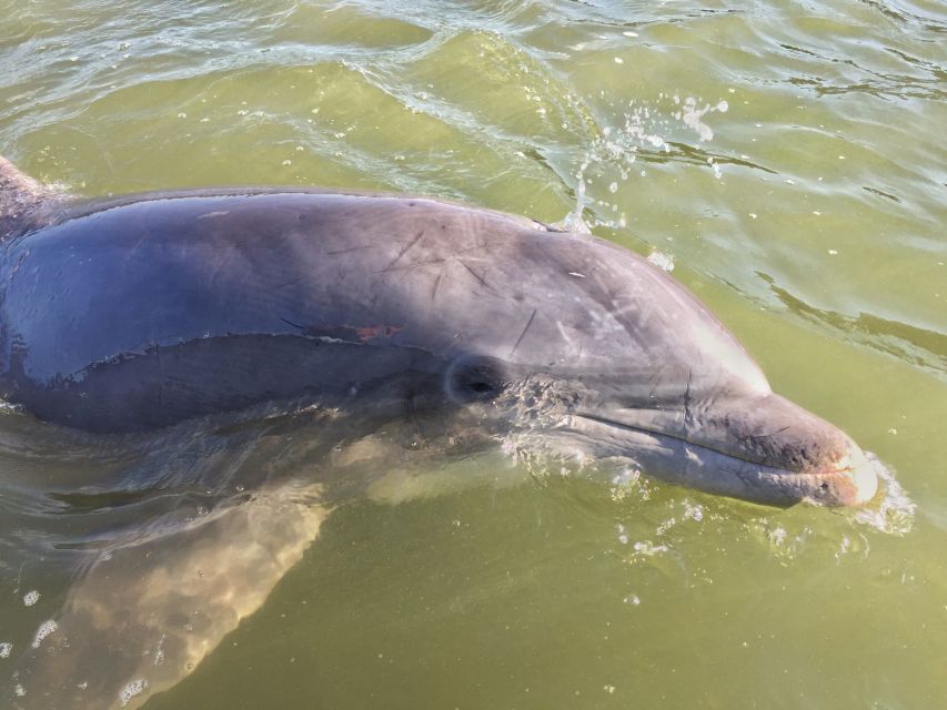 Hilton Head Island: Daytime Dolphin Watching Boat Tour - Key points to know before you book