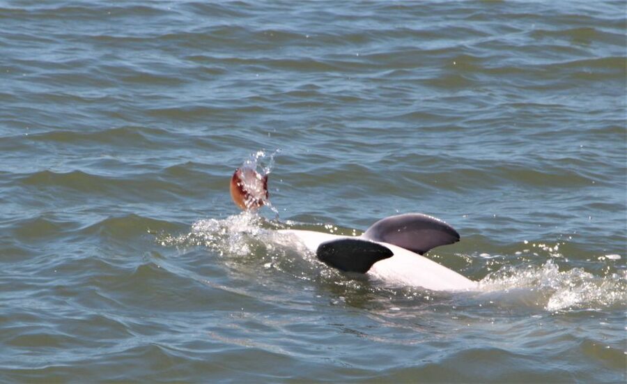 Hilton Head Island: Daytime Dolphin Watching Boat Tour - What the Hilton Head dolphin cruise is really like