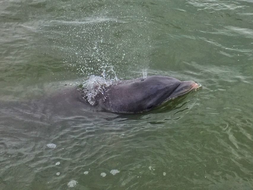 Hilton Head Island: Daytime Dolphin Watching Boat Tour - Is $39 a fair price?