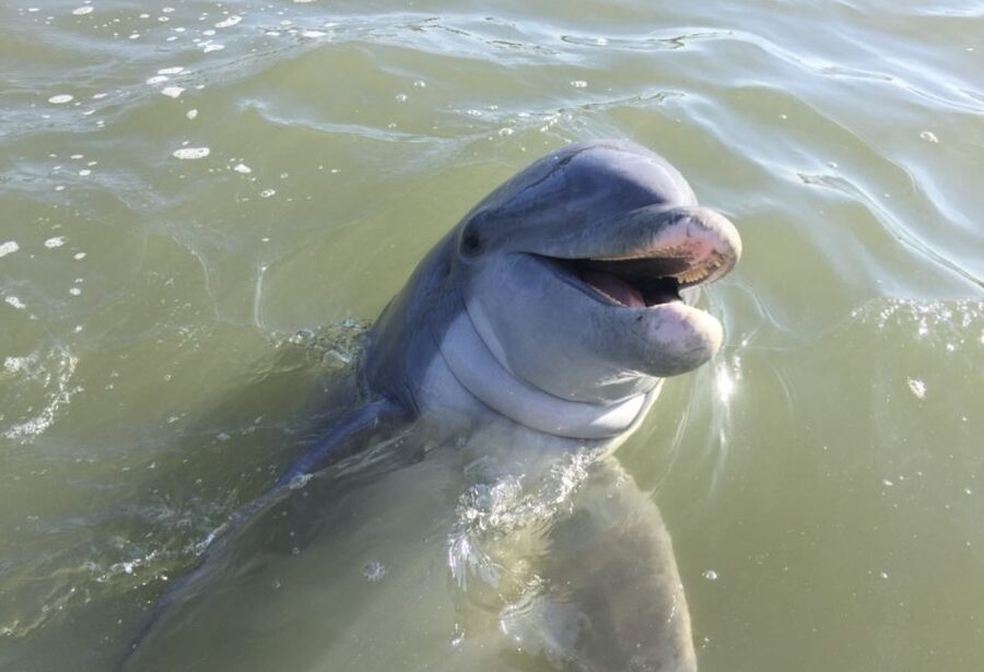 Hilton Head Island: Daytime Dolphin Watching Boat Tour - Leaving Palmetto Bay Marina