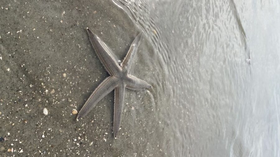 Hilton Head Island: Disappearing Island and Dolphin Tour - Key points to know before booking