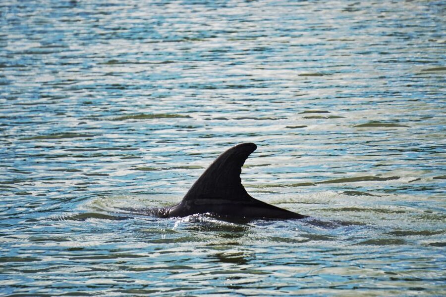Hilton Head Island: Disappearing Island and Dolphin Tour - A low-tide island with a short window