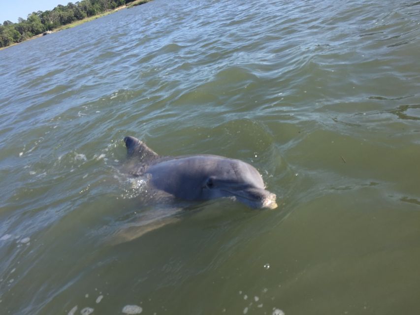 Hilton Head Island: Disappearing Island and Dolphin Tour - What the guide adds to the ride