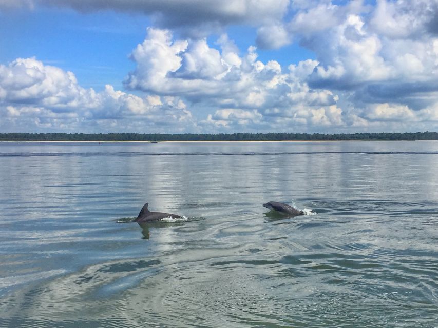 Hilton Head Island: Disappearing Island and Dolphin Tour - Should you book the Disappearing Island and Dolphin Tour?