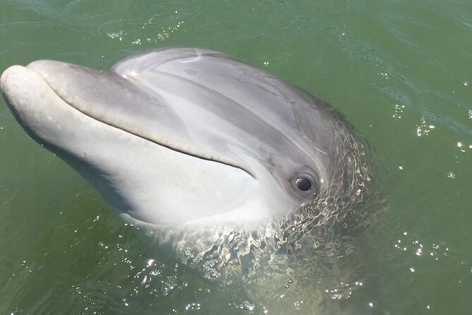 Hilton Head Island Dolphin Boat Cruise - What the boat size means for you