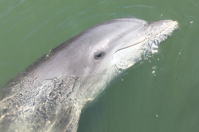 Hilton Head Island Dolphin Boat Cruise - Is $39.99 a fair price?