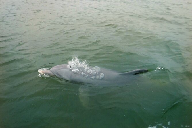Hilton Head Island Dolphin Boat Cruise - The marsh, birds, and island views