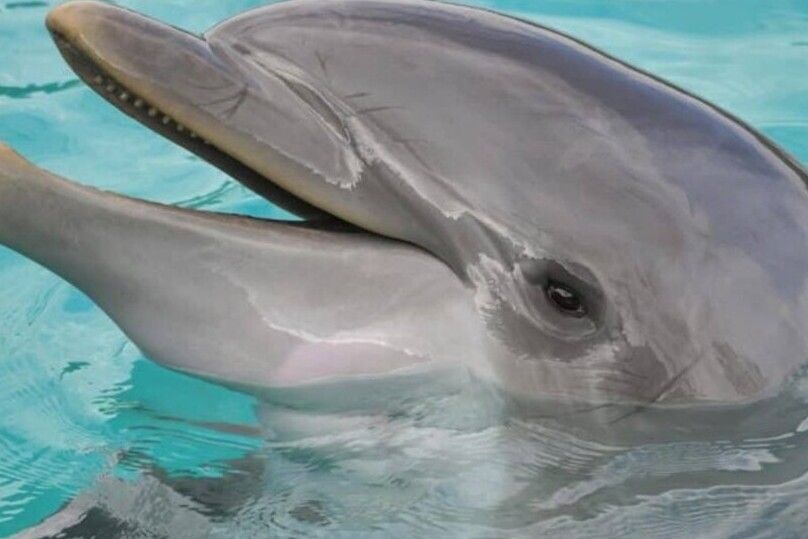 Hilton Head Island: Dolphin Cruise & Nature Tour - Why this Hilton Head dolphin cruise feels different