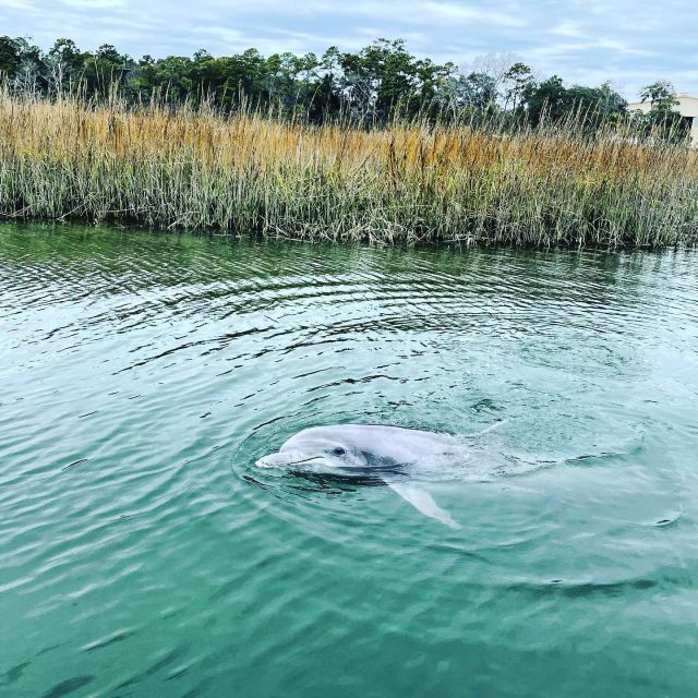Hilton Head Island: Dolphin Cruise & Nature Tour - Watching bottlenose dolphins in the wild