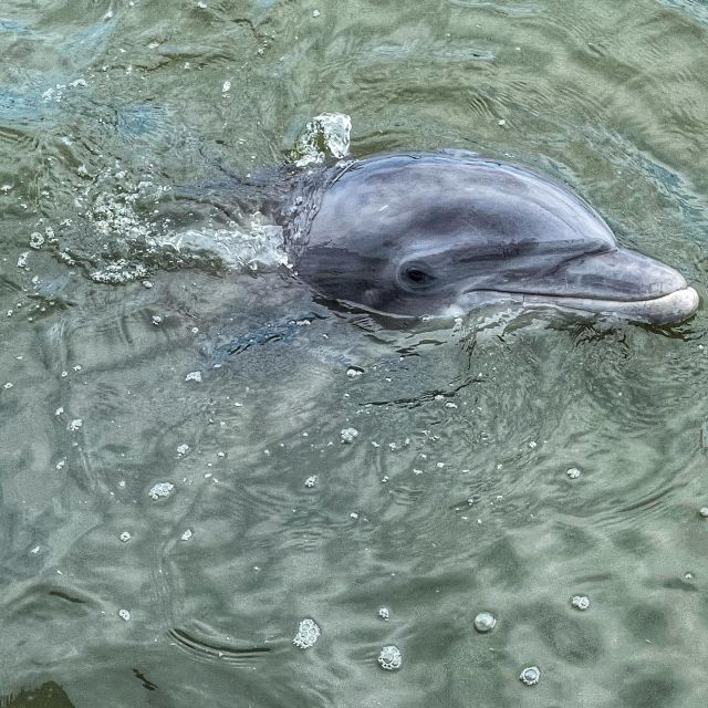 Hilton Head Island: Dolphin Cruise & Nature Tour - Who should book this Hilton Head boat tour?