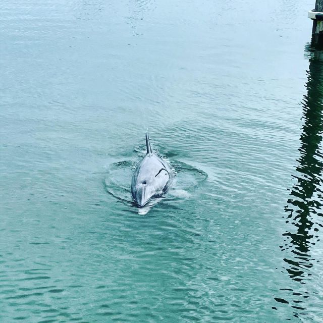 Hilton Head Island: Dolphin Cruise & Nature Tour - Setting out through Broad Creek