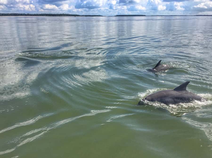 Hilton Head Island: Dolphin Tour at Sunset & Fireworks Show - Key points to know before booking