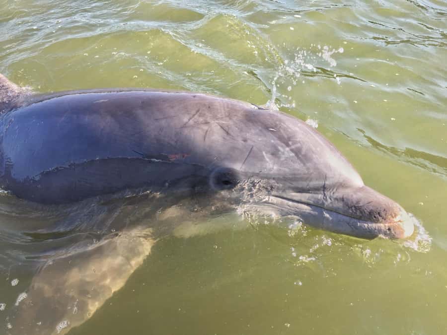 Hilton Head Island: Dolphin Tour at Sunset & Fireworks Show - Why this Hilton Head evening cruise works