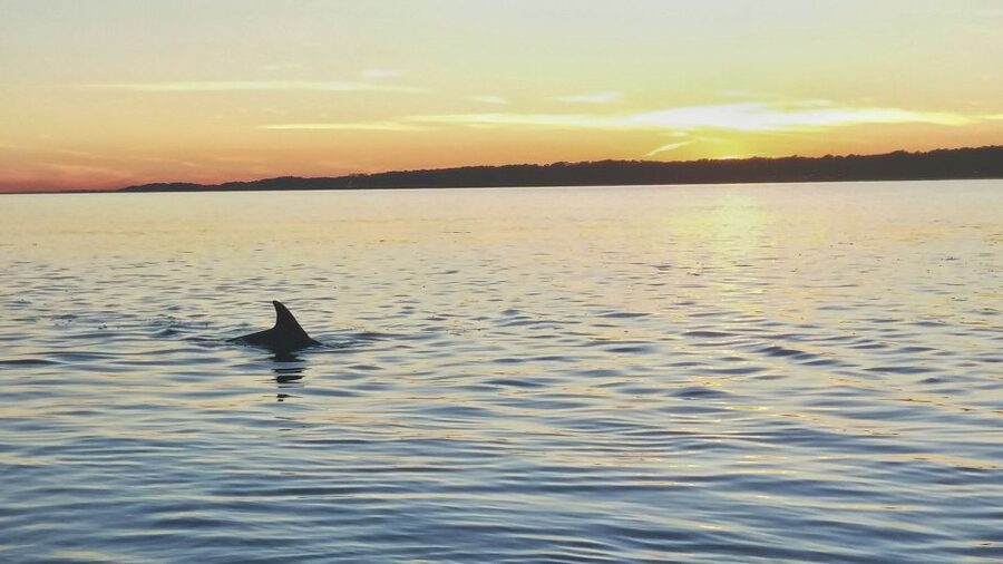 Hilton Head Island: Dolphin Watching 3-Course Dinner Cruise - Family Dining Without a Separate Restaurant Stop