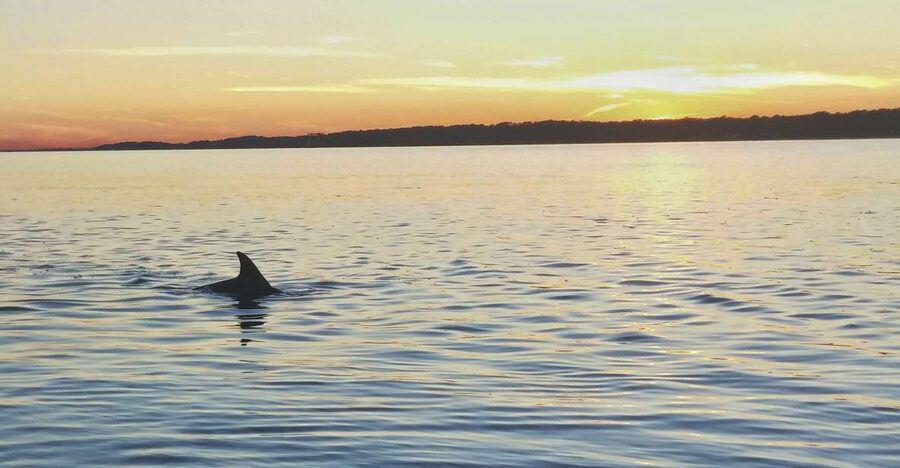 Hilton Head Island: Dolphin Watching 3-Course Dinner Cruise - A Fresh Three-Course Menu With Lowcountry Flavor