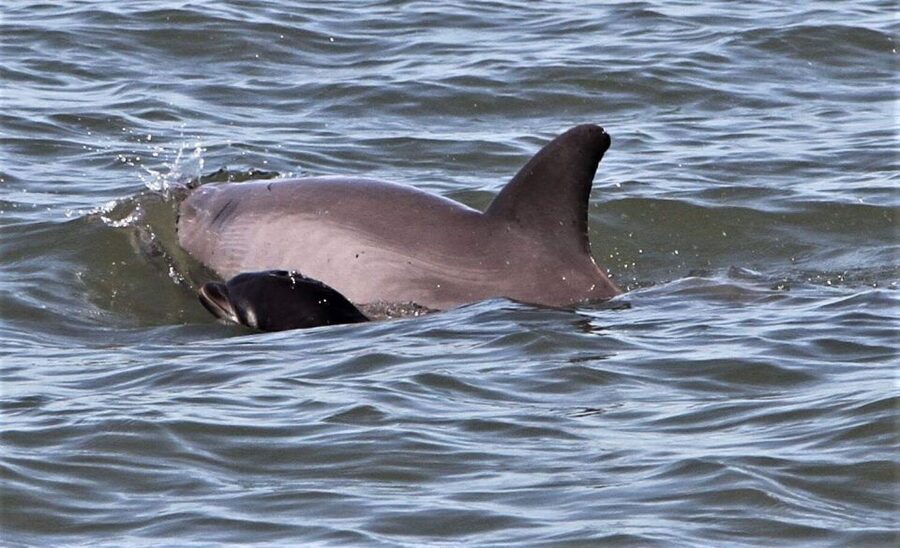 Hilton Head Island: Dolphin Watching Cruise with Donuts - Key points to know before you book