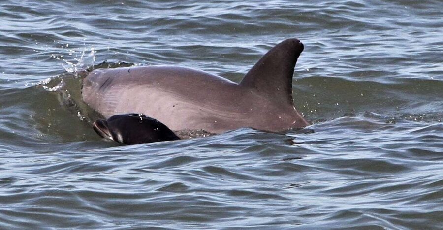 Hilton Head Island: Dolphin Watching Cruise with Donuts - Why this Hilton Head cruise works so well
