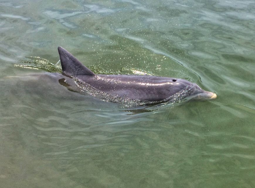 Hilton Head Island: Dolphin Watching Cruise with Donuts - Hilton Head’s waterways and the search for dolphins