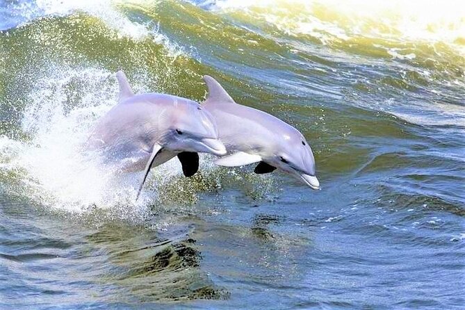 Hilton Head Island Ocean Dolphin Cruise - Five things to know before you book