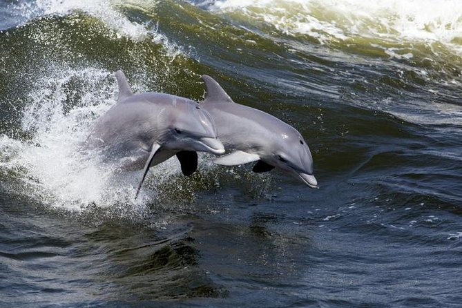Hilton Head Island Ocean Dolphin Cruise - Why this cruise works so well for dolphin watching