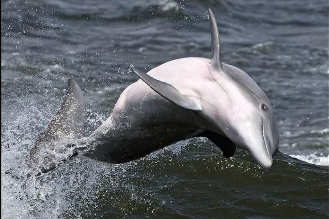 Hilton Head Island Ocean Dolphin Cruise - Birds, boats, and the Lowcountry shoreline