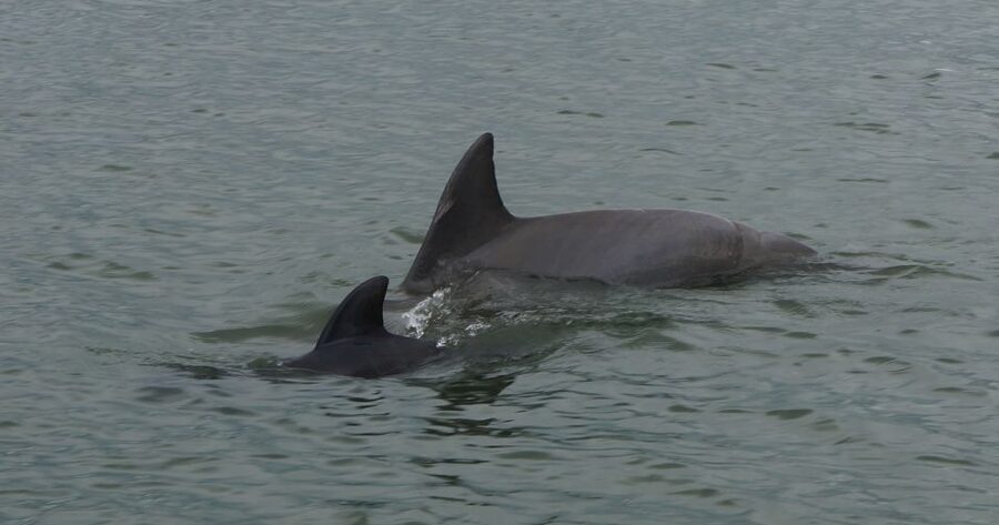 Hilton Head Island: Private Dolphin and Nature Tour - Should you book Captain Mark’s dolphin tour?