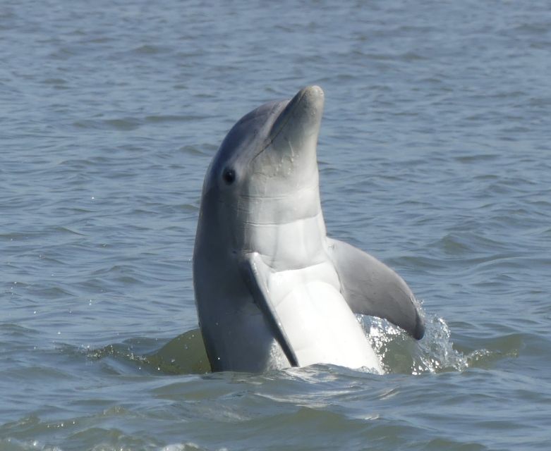Hilton Head Island: Private Dolphin and Nature Tour - Starting at 68 Helmsman Way