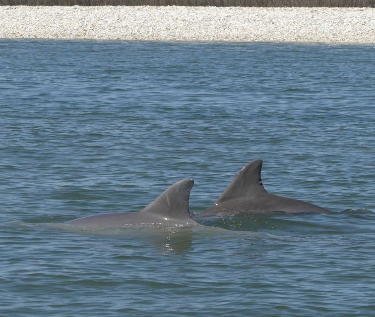 Hilton Head Island: Private Dolphin and Nature Tour - Passing Daufuskie Island and Harbour Town