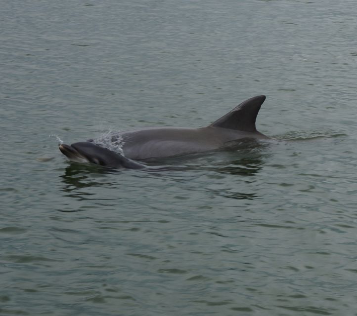 Hilton Head Island: Private Dolphin and Nature Tour - Bull Island shell banks and small creeks
