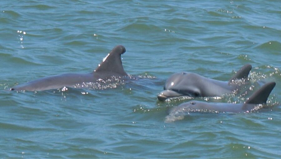 Hilton Head Island: Private Dolphin and Nature Tour - The animals beyond dolphins