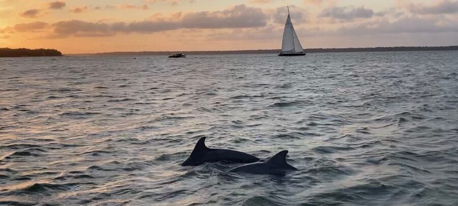 Hilton Head Island: Private Dolphin and Nature Tour - What families and small groups should expect