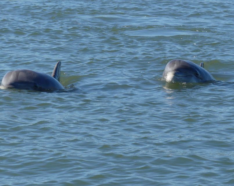 Hilton Head Island: Private Dolphin and Nature Tour - How the $279 price holds up