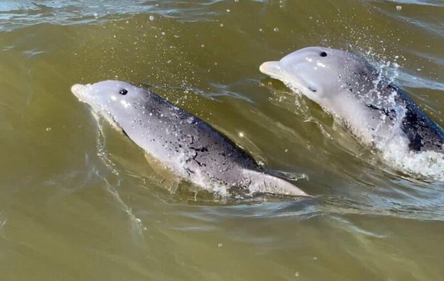 Hilton Head Island: Private Dolphin and Nature Tour - Timing, cancellations, and simple preparation