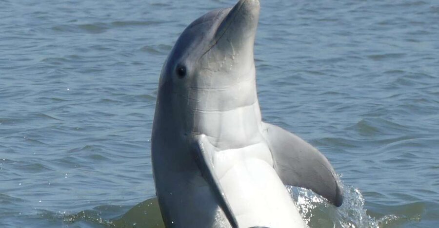 Hilton Head Island: Private Dolphin and Nature Tour - Cruising through Calibogue Sound
