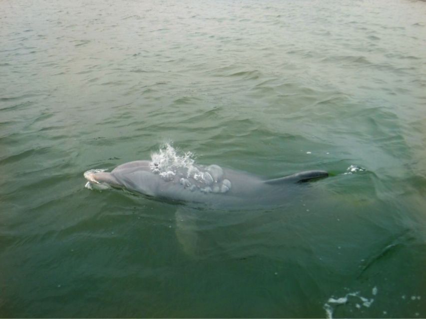 Hilton Head Island: Private Dolphin Watching Boat Tour - A private start at Palmetto Bay Marina